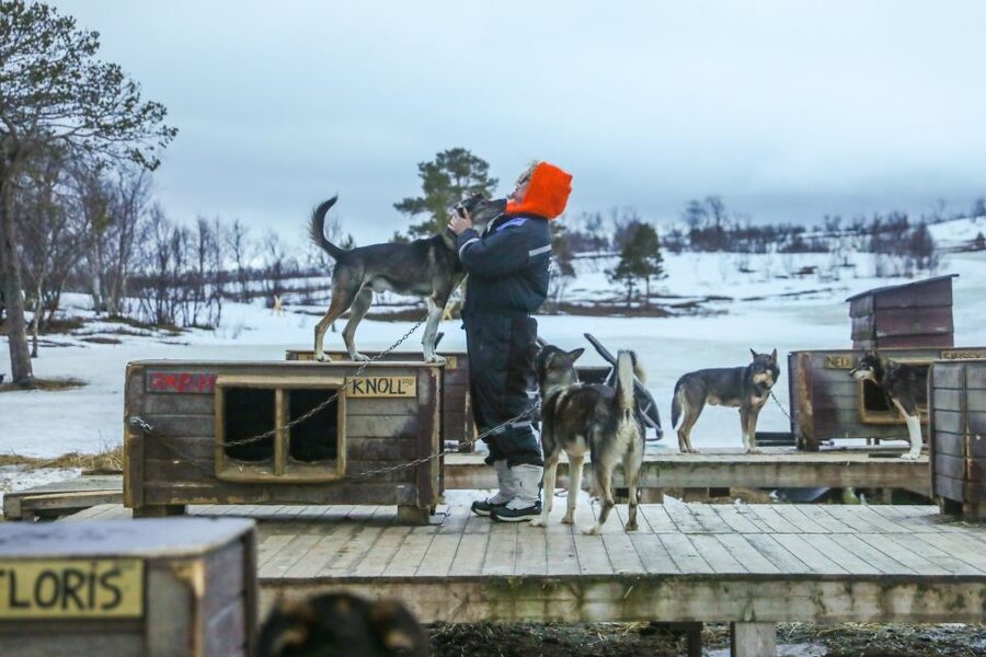 Tromsø: Husky Sled Self-Drive with Traditional Lunch - The huskies are more than a backdrop