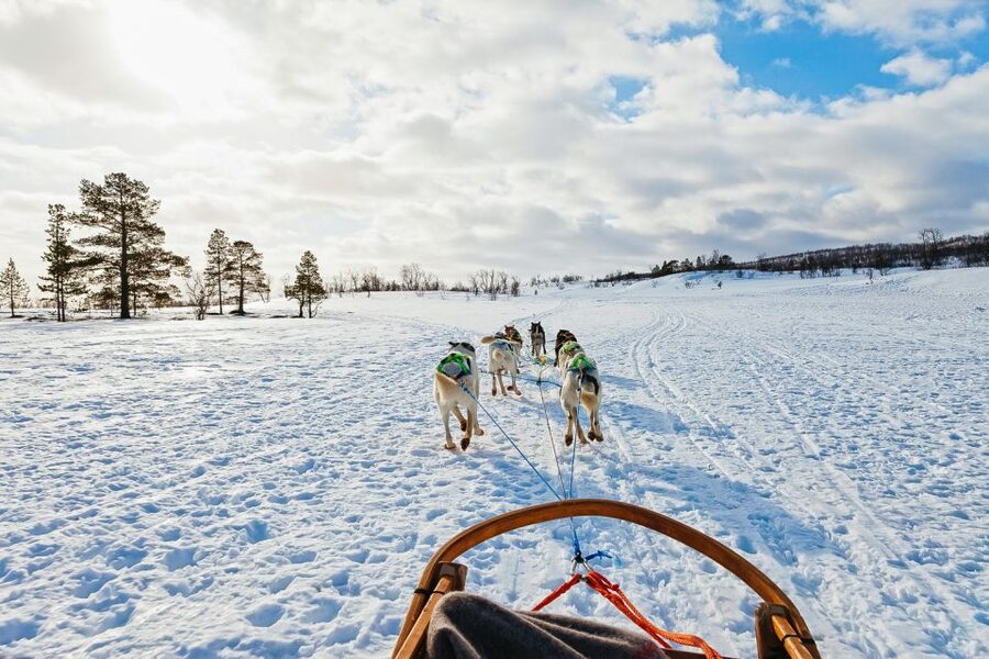 Tromsø: Husky Sled Self-Drive with Traditional Lunch - Bidos by the fire is a strong finish