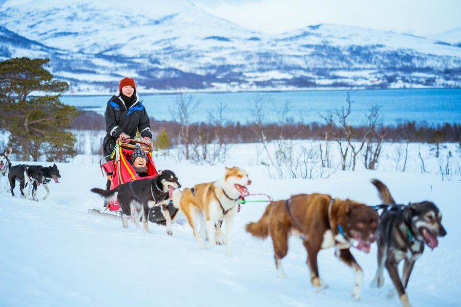 Tromsø: Husky Sled Self-Drive with Traditional Lunch - Who should book this Tromsø activity