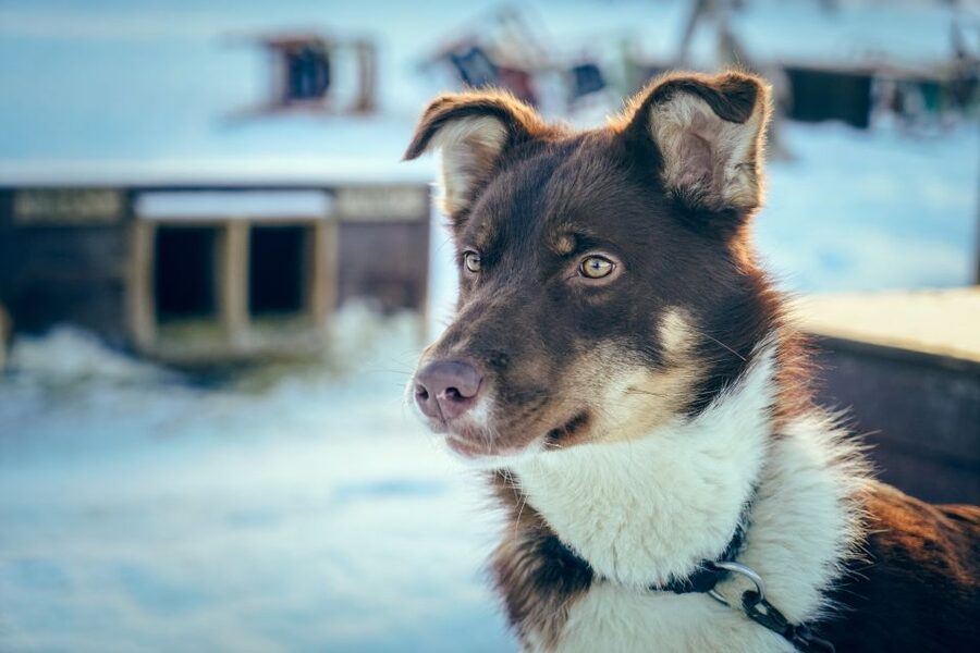 Tromsø: Husky Sled Self-Drive with Traditional Lunch - Weather, clothing, and timing tips