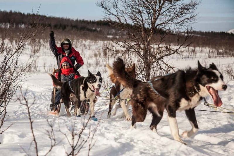 Tromsø: Self-Drive Husky Dog Sledding Adventure - Why this husky tour feels different from a quick ride