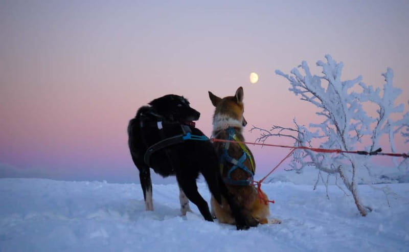 Tromsø: Self-Drive Husky Dog Sledding Adventure - Following the guide across Kvaløya