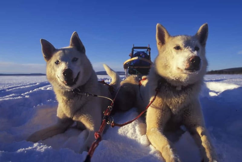 Tromsø: Self-Drive Husky Dog Sledding Adventure - What the 70 to 80 minutes on the trail feels like