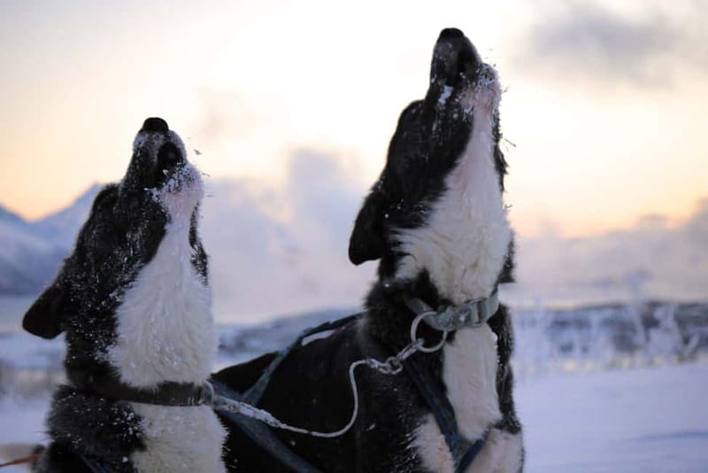 Tromsø: Self-Drive Husky Dog Sledding Adventure - Warming up in the Sami Lavvo