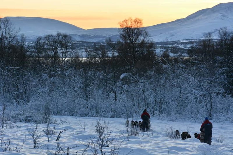 Tromsø: Self-Drive Husky Dog Sledding Adventure - Is $351 per person good value?