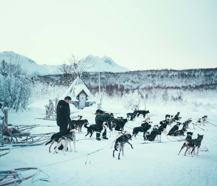 Tromsø: Self-Drive Husky Dog Sledding Adventure - Meeting more than 130 Alaskan huskies