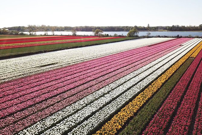 Tulip Fields near Keukenhof - Self-Drive Audio Tour for 2 People - What the 20-kilometer route actually offers