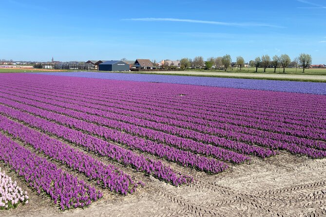 Tulip Fields near Keukenhof - Self-Drive Audio Tour for 2 People - Price and what you receive for $119.77