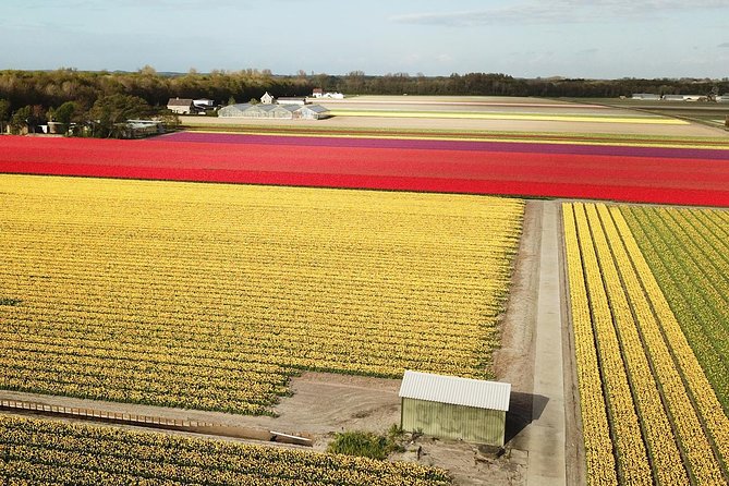 Tulip Fields near Keukenhof - Self-Drive Audio Tour for 2 People - Getting there from Keukenhof and beyond