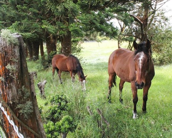 Ultimate Self-Guided Audio Driving Tour of Kauai (Na Pali, Waimea), Hawaii - A low-cost way to see more of Kauai