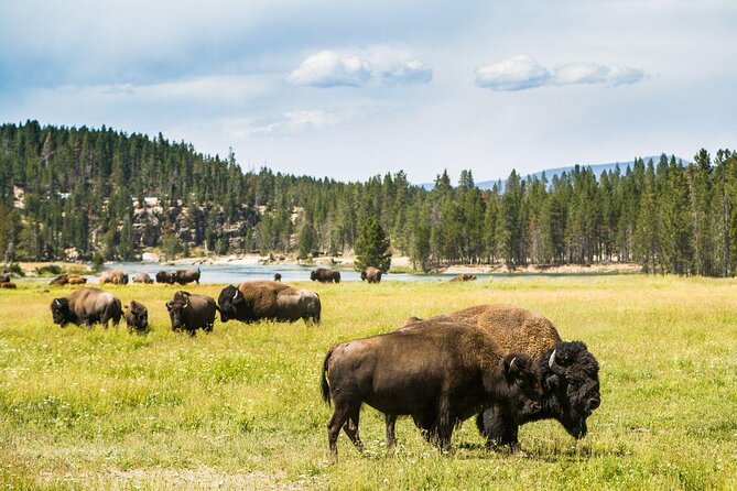 Yellowstone National Park Self-Guided Driving Audio Tour - Key points to know before you go