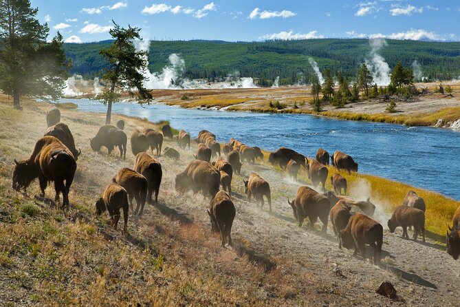Yellowstone National Park Self-Guided Driving Audio Tour - Mammoth Hot Springs and the North Entrance