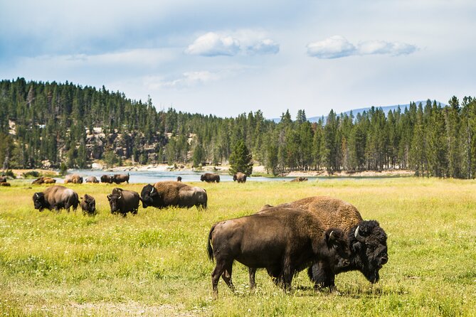 Yellowstone National Park Self-Guided Driving Audio Tour - Dunraven Pass, Mount Washburn, and the Grand Canyon
